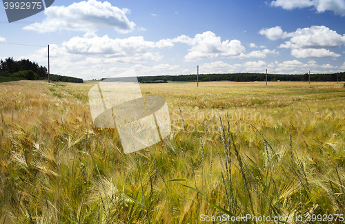 Image of ripe yellow cereals