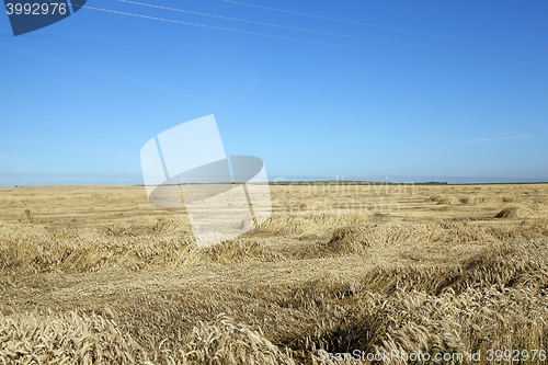 Image of ripe yellow cereals