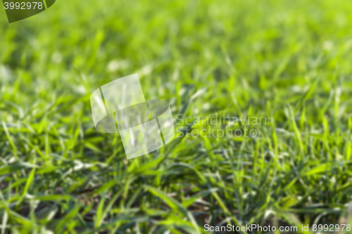 Image of young grass plants, close-up