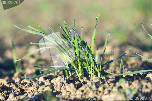 Image of young grass plants, close-up