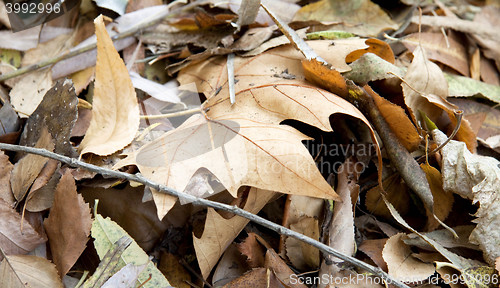 Image of Dry leaves close up