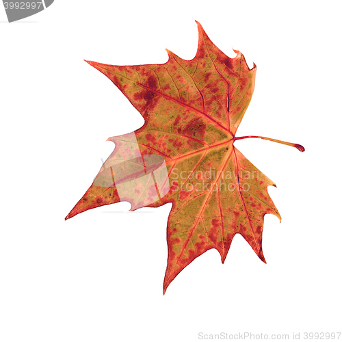 Image of autumn dry leaf of red oak tree