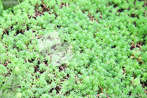 Image of green plants