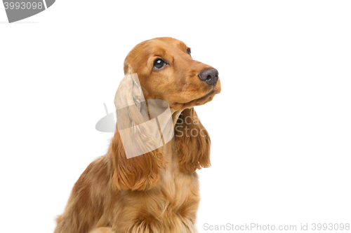 Image of Beautiful young cocker spaniel