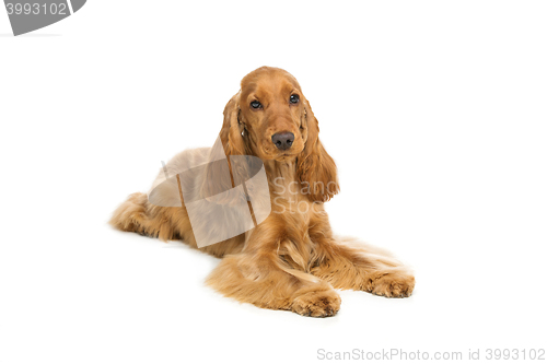 Image of Beautiful English Cocker Spaniel