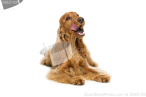 Image of Beautiful English Cocker Spaniel