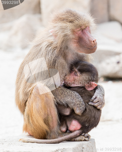 Image of Baboon mother and her little one