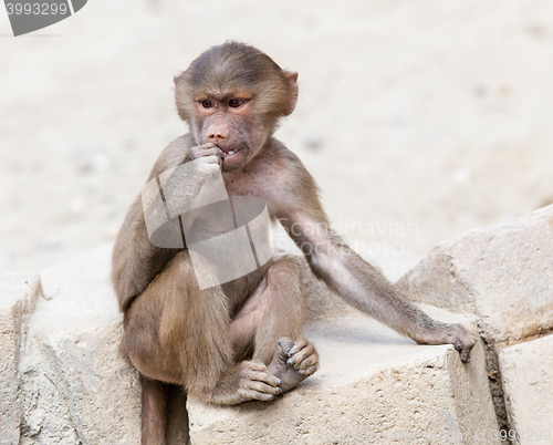Image of Baby baboon sitting on a rock