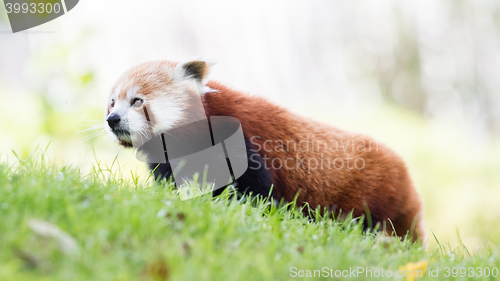 Image of The Red Panda, Firefox or Lesser Panda