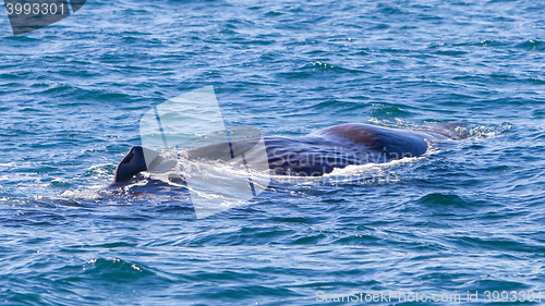 Image of Large Sperm Whale near Iceland