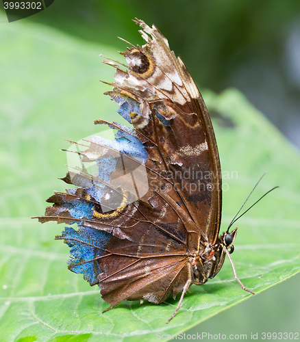 Image of Butterfly in the green forest