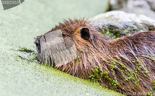 Image of Myocastor coypus, single mammal