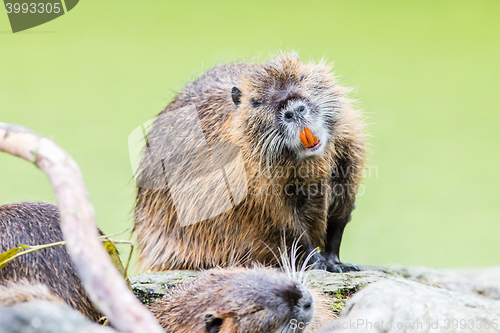 Image of Myocastor coypus, single mammal