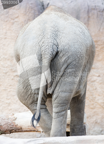 Image of Skin and tail of African elephant