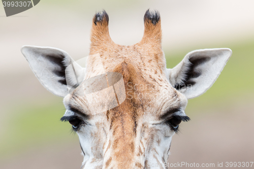 Image of Giraffe close up, selective focus