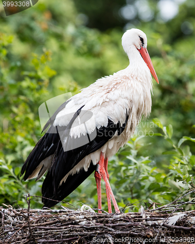 Image of Two adult storks