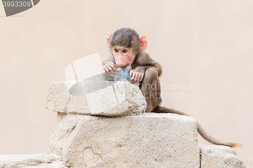 Image of Baby baboon learning to eat through play