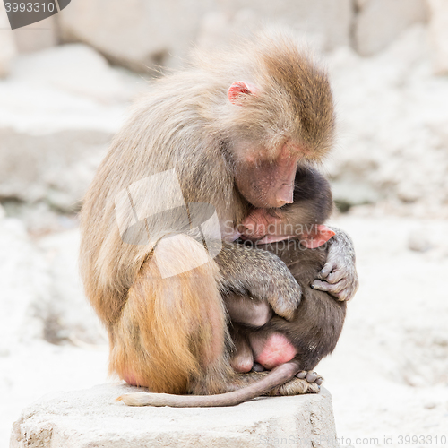 Image of Baboon mother and her little one