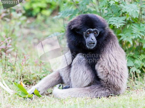 Image of Adult white handed gibbon