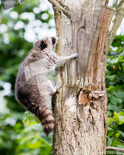 Image of Racoon climbing a tree