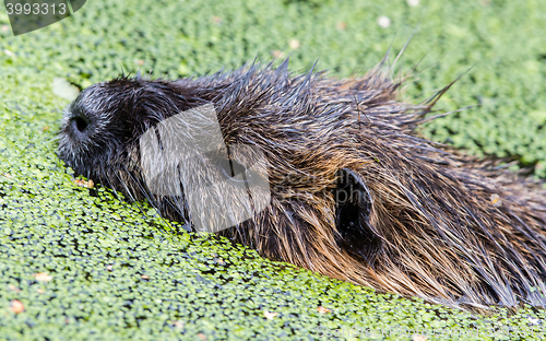 Image of Myocastor coypus, single mammal