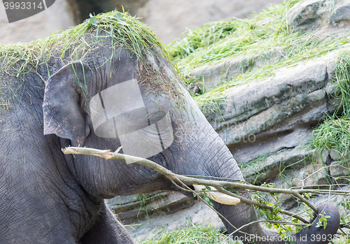 Image of Asian elephant playing