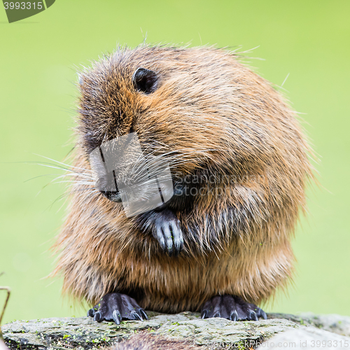 Image of Myocastor coypus, single mammal