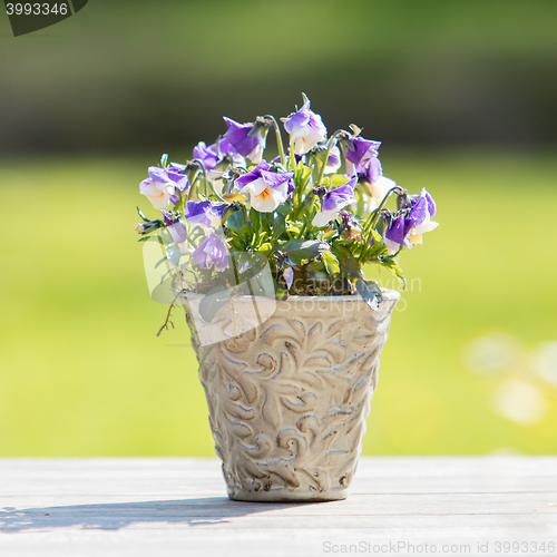 Image of Flowers in pot
