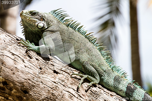 Image of Green Iguana lizard.