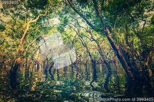 Image of Flooded trees in mangrove rain forest