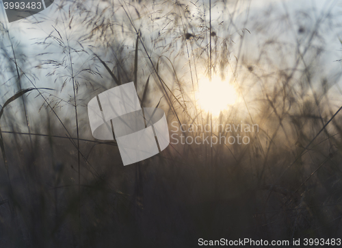 Image of Grass with backlight in the evening, (abstract background)