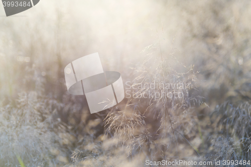 Image of Grass with backlight in the evening, (abstract background)