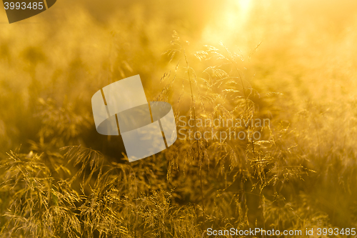 Image of Grass with backlight in the evening, (abstract background)