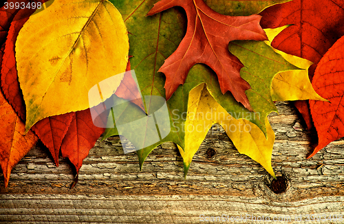 Image of Frame of Autumn Leafs