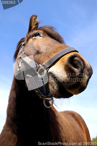 Image of Horse face and blue sky.