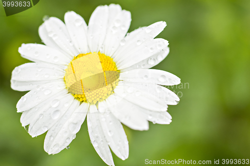 Image of 
