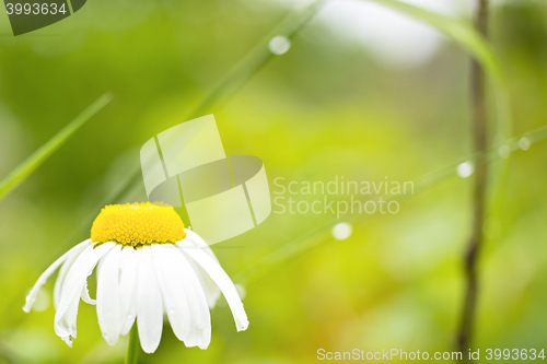 Image of 