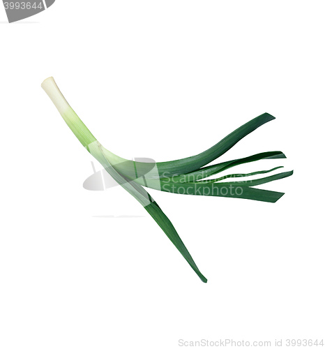 Image of Green onions isolated on white with natural shadows.
