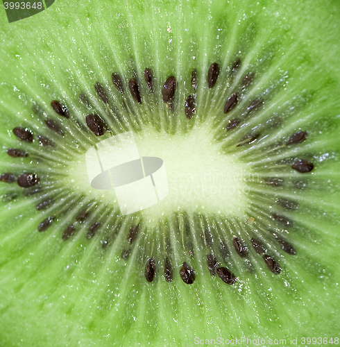 Image of photo of a kiwi