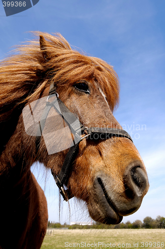 Image of Face of a curious horse.