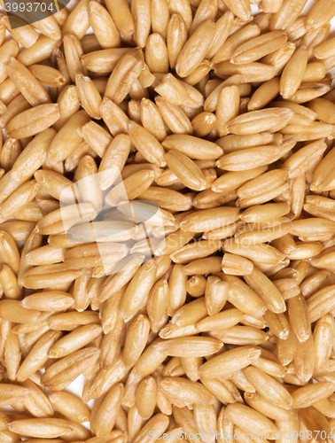 Image of Fresh spelt grains filling frame making texture