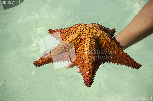Image of Red starfish in hand