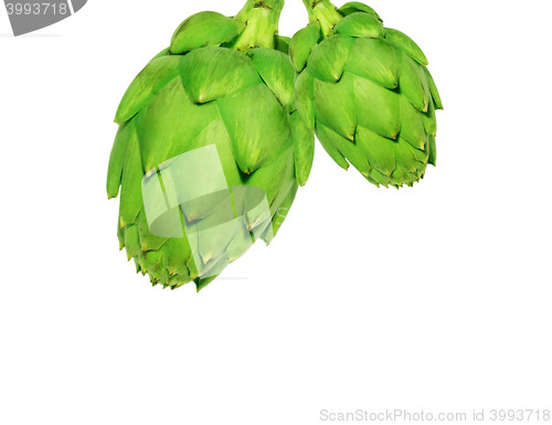 Image of Ripe green artichoke vegetable isolated on white background