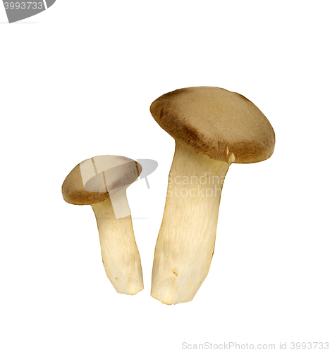 Image of agaricus mushrooms