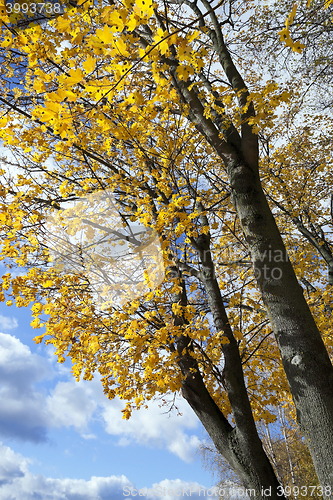 Image of Park in autumn