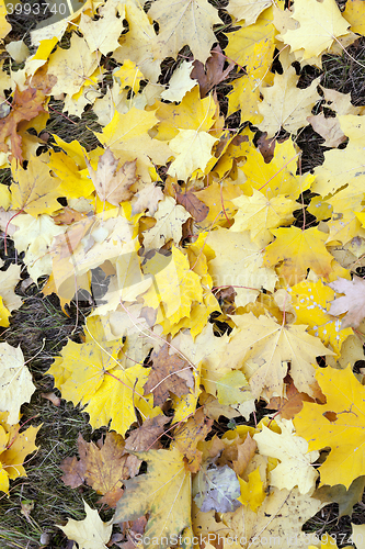 Image of autumn in the park