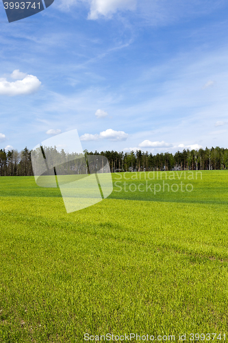 Image of sprouted wheat in the spring