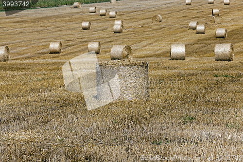 Image of haystacks in a field of straw