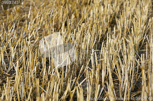 Image of stack of straw in the field