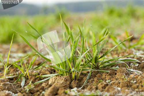 Image of young grass plants, close-up